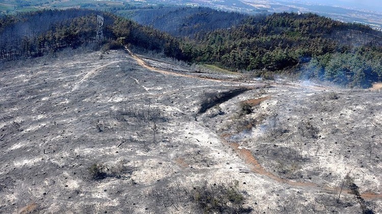  Biadab, Pemukim Ilegal Israel Kembali Bakar Kebun Zaitun dan Properti Warga Palestina