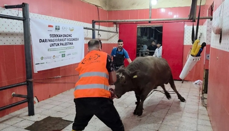  NU Care-Lazisnu Salurkan Daging Kurban kepada 1.400 Keluarga Palestina
