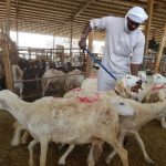 20180805nar1-kambing-Dam-Haji-24-720x540