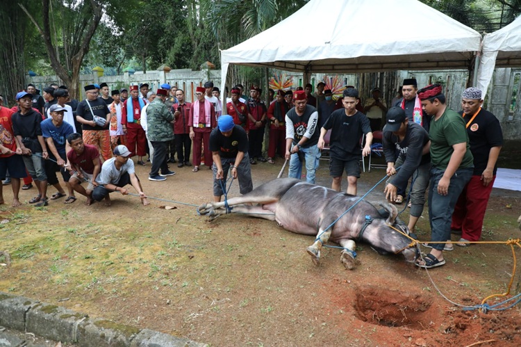  Sambut Lebaran, Majelis Kaum Betawi Gelar Andilan Kebo