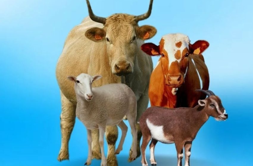  Kurban Kendaraan Akhirat, Hindari Ancaman Mendekati Tempat Shalat 