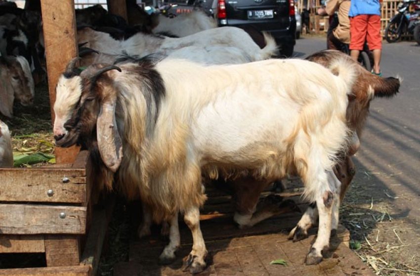  Is It Valid? Menguji Keabsahan Hewan Qurban Lewat Look-nya