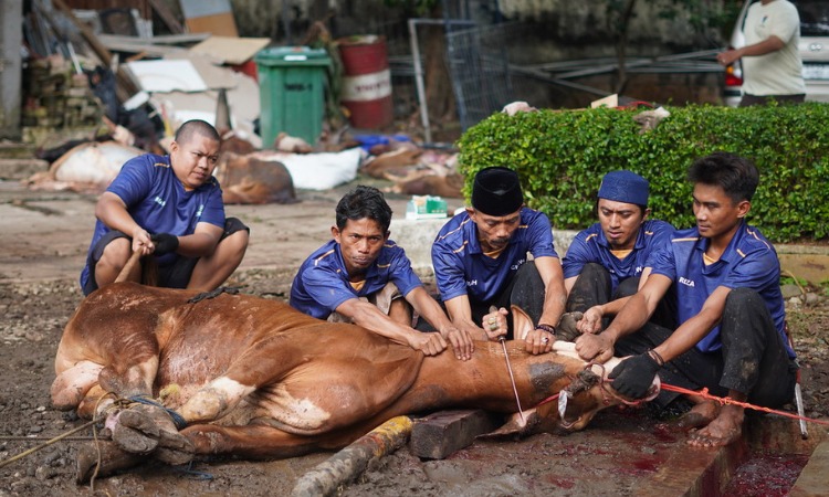  Kurban Untuk Negeri 1447 H: Bakrie Amanah Hidupkan Ekonomi Peternak Daerah dan Pasok Gizi Wilayah Pelosok