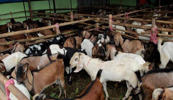  Age Matters: Kenapa Kambing Harus “Poel”? Bedah Tuntas Syarat Minimal Usia